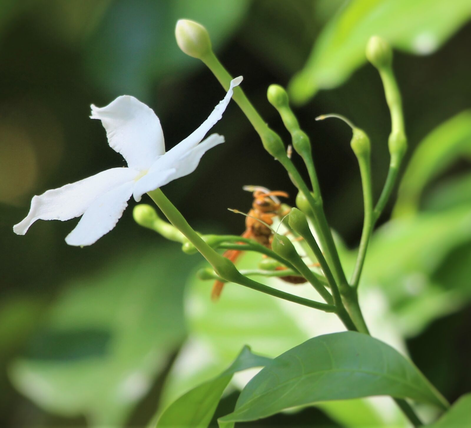 دوربین عکاسی کانن (دسته دوم) CANON EOS 700D Kit EF-S kiss x7i 18-135mm 857SlH9TLO_1600