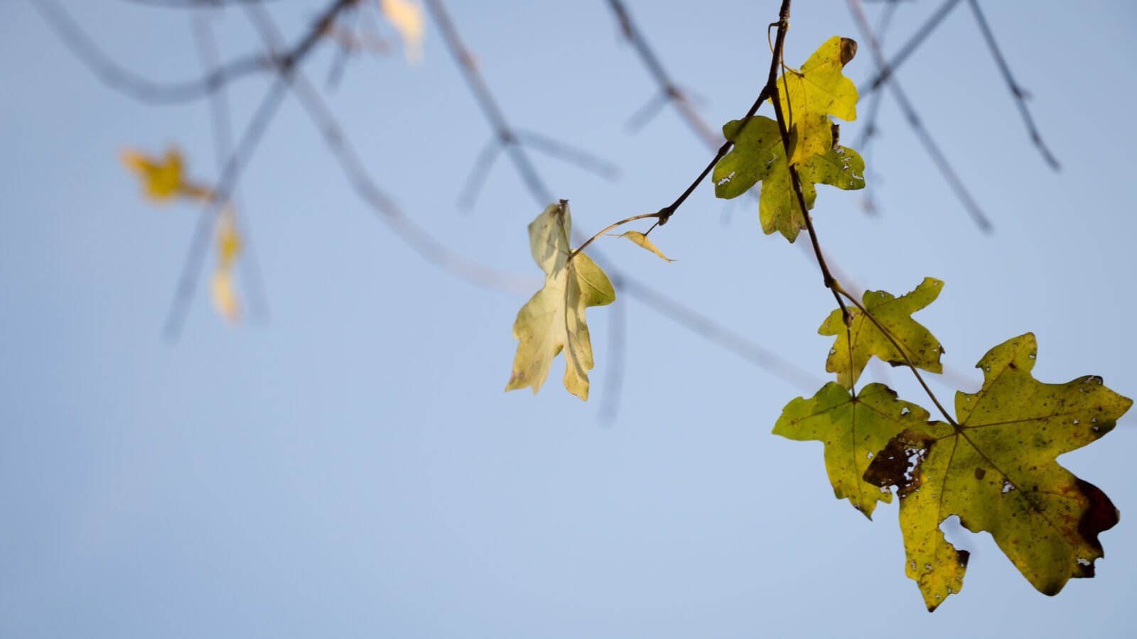 دوربین عکاسی کانن (دسته دوم) CANON EOS 700D Kit EF-S kiss x7i 18-135mm IARZaa5vQp_1600