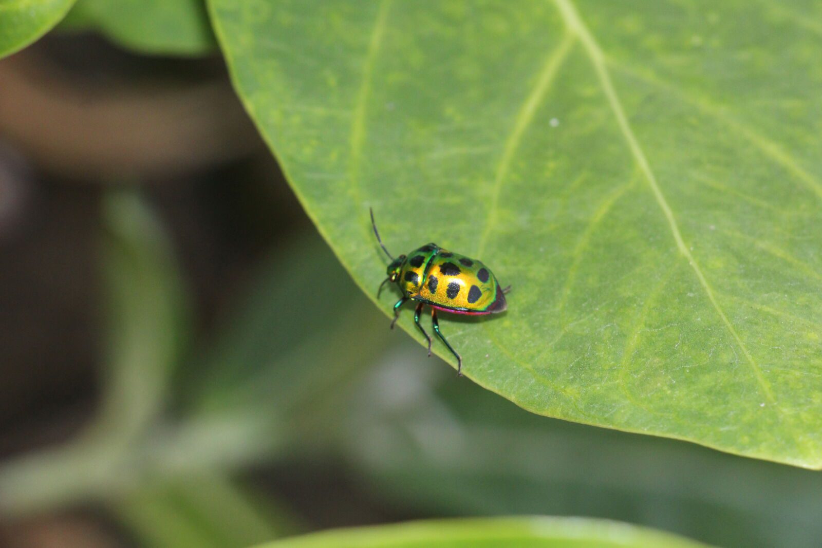 دوربین عکاسی کانن (دسته دوم) CANON EOS 700D Kit EF-S kiss x7i 18-135mm NVgnAOMUaF_1600