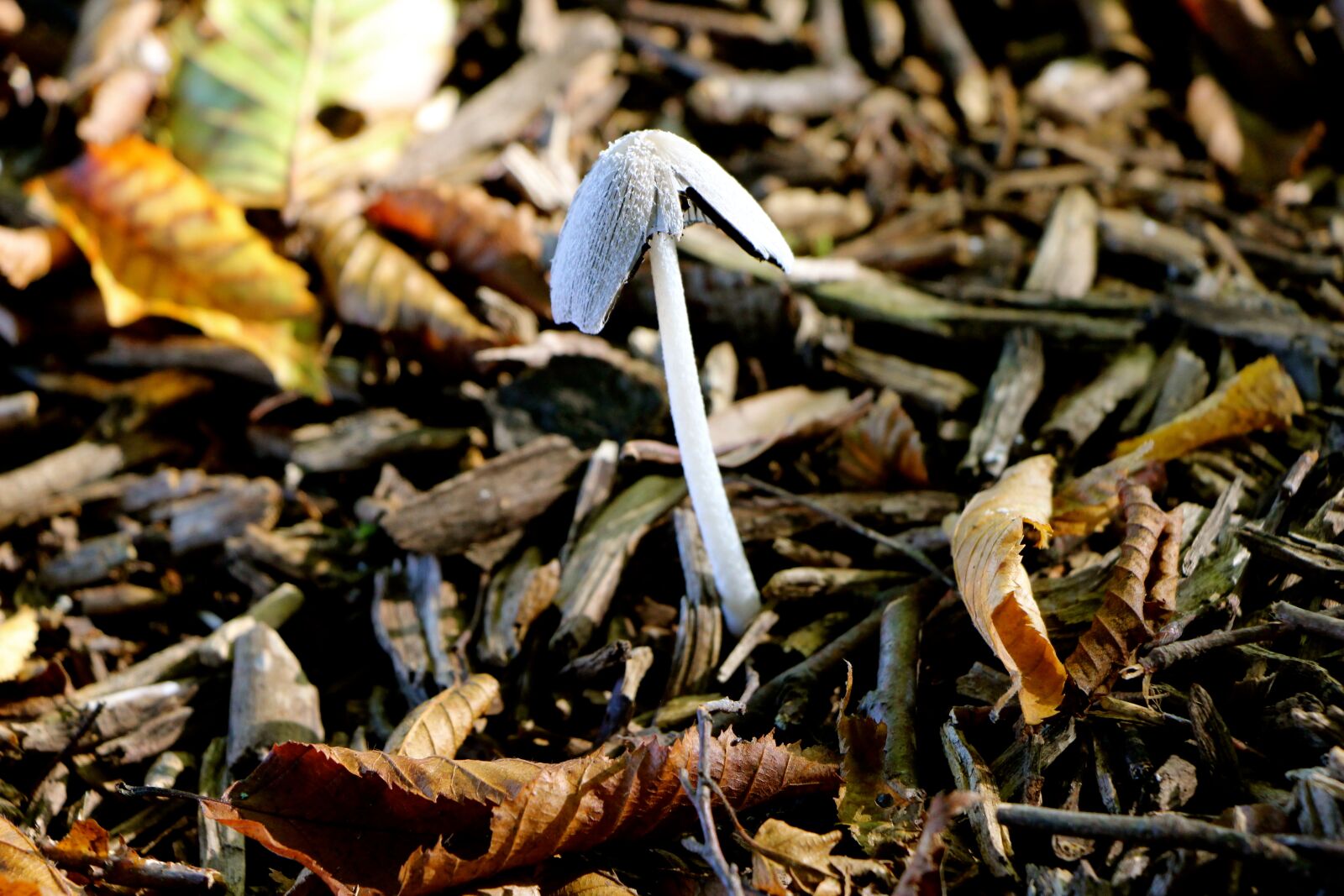 دوربین عکاسی کانن (دسته دوم) CANON EOS 700D Kit EF-S kiss x7i 18-135mm XHo6SNy9vV_1600